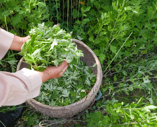 清明食艾叶、端午采艾草、入秋晒艾蒿