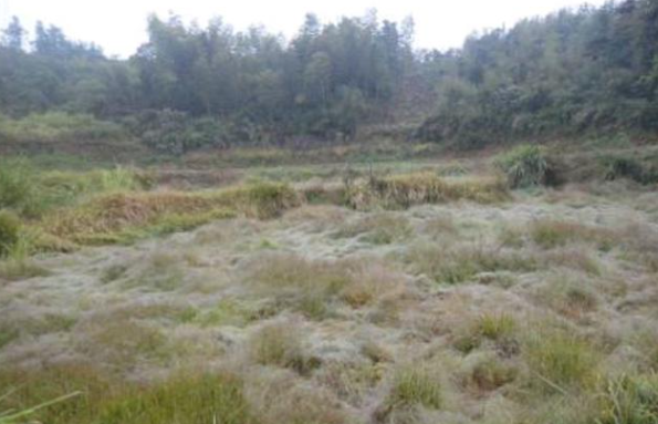 田埂荒了，牌桌热了：别让打牌消磨了乡村的烟火气