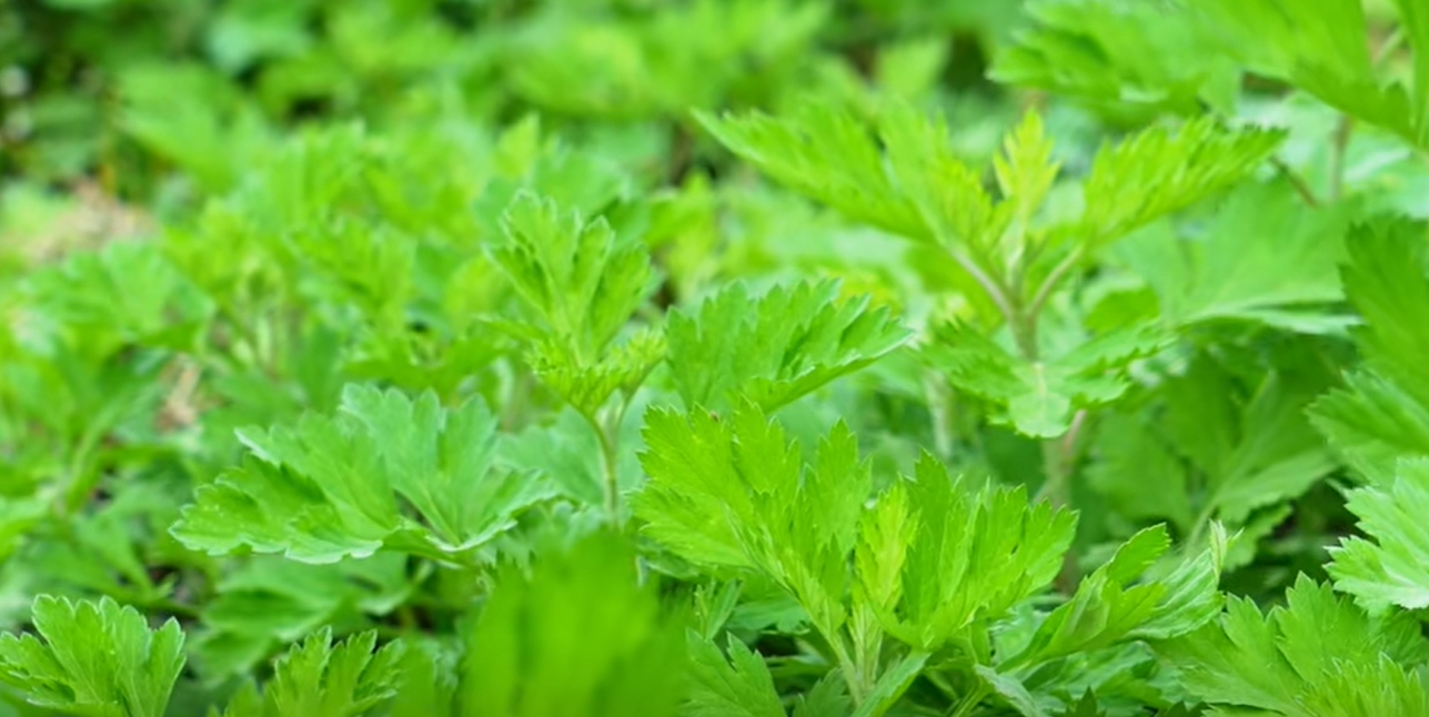 秋水蹉跎渐凝滞，寒露节前枕艾眠