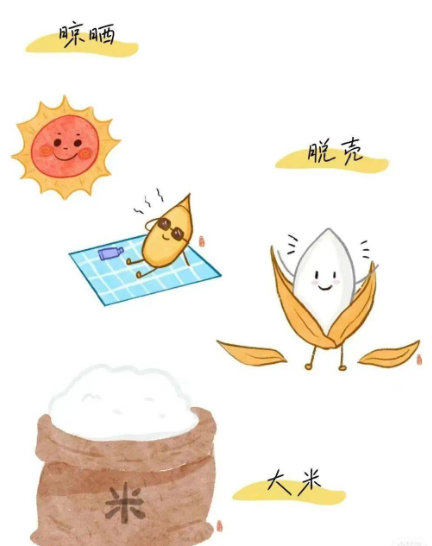 千年之弊：“改稻为桑”的当代镜像与耕地危机