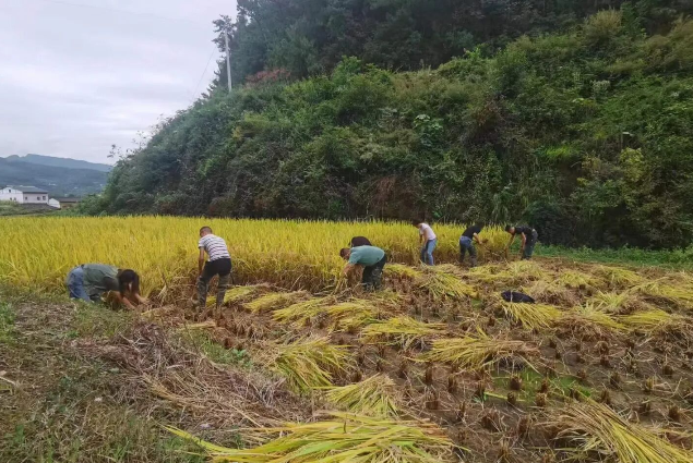 小镇深秋稻谷香