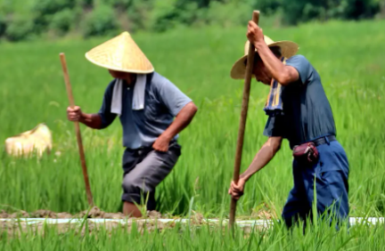 粮与土，老一辈刻进骨子里的执念
