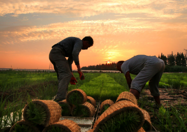 粮与土，老一辈刻进骨子里的执念