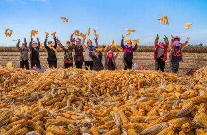 守着土地守着心，满墙玉米心头债