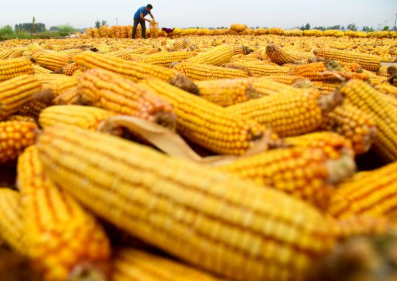 守着土地守着心，满墙玉米心头债