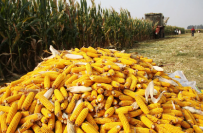 守着土地守着心，满墙玉米心头债